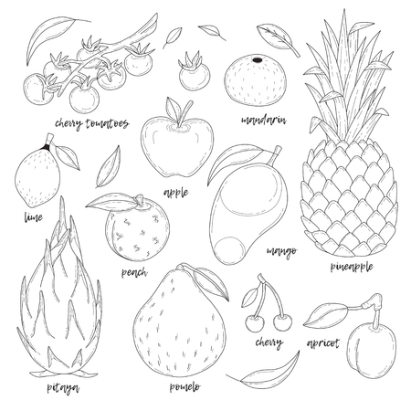 Set of hand drawn fruits.のイラスト素材