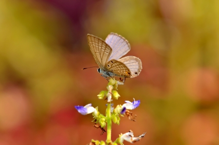 butterfly3 の写真素材