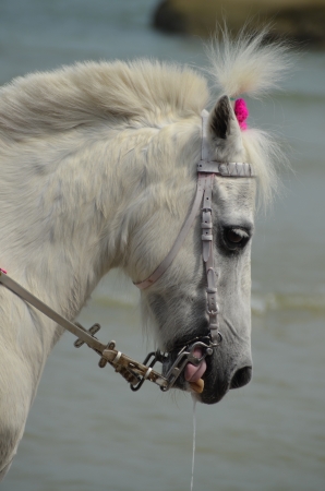 horse on the beachの写真素材