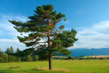 Summer day with pine tree in foregroundの写真素材