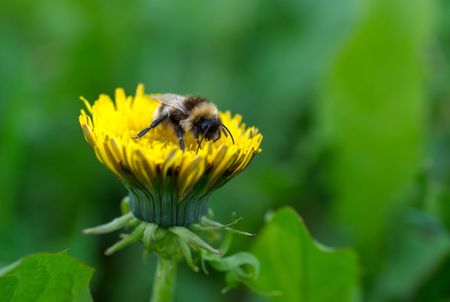 Honney bee on dandalion flowerの写真素材