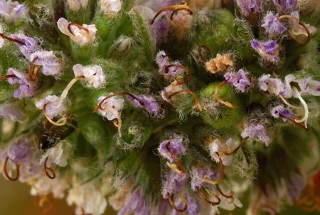 Mentha longifoliaの写真素材