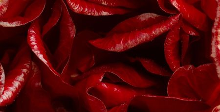 Hibiscus rosa-sinensis detailの写真素材
