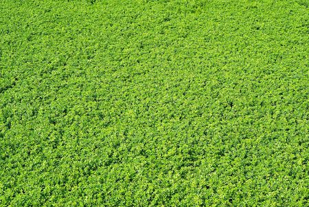 Green leaves backgroundの写真素材