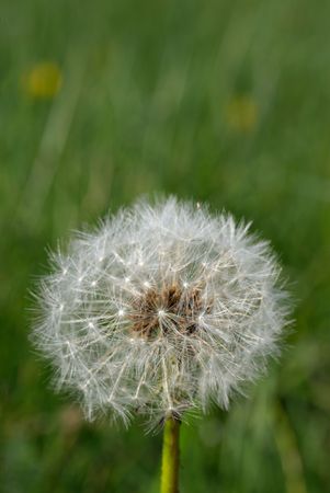 Detail of dandelion flowers in late stadiumの写真素材