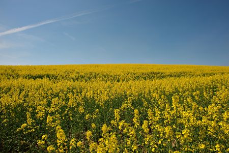 Yellow fields with blue sky in sunny dayの写真素材