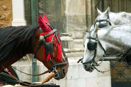 Heads of brown and gray horses with harnessの写真素材