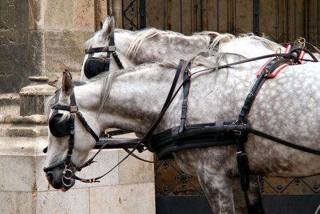 two gray horses detail on street with harness on streetの写真素材