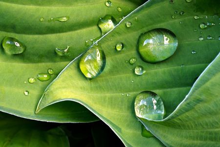 Detail of water drops on green leafの写真素材