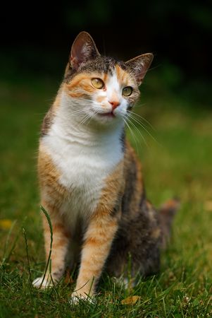 Front portrait of cat with gold eyes in grassの写真素材