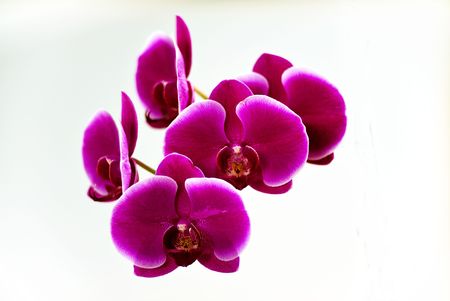 Purple orchid flowers isolated with shallow deep of fieldの写真素材