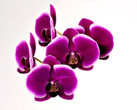Purple orchid flower detail isolatedの写真素材