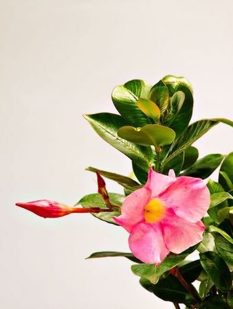 Pink flower, sprout and green leaves, isolatedの写真素材