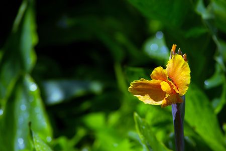 Detail of yellow flower with drops of water, green backgroundの写真素材