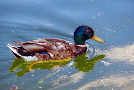 Duck bird with blue green head on a lakeの写真素材