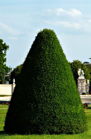 Big green cone cut bush in a garden in sunny dayの写真素材