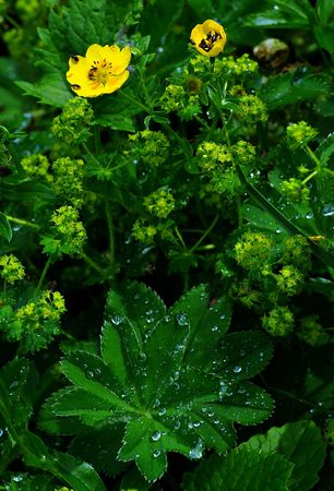 Yellow flowers with bugs and green leaves with water dropsの写真素材
