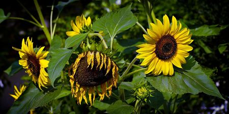Fresh and dry sunflowers on green leaves backgroundの写真素材