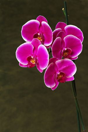 Pink orchids flowers on a neutral backgroundの写真素材