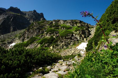 tall pink flower with mountain ridge and stoneの写真素材