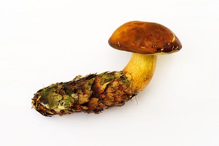 Detail close up of a mushroom growing from a coneの写真素材