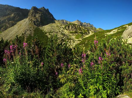 Pink flowers in mountains in sunny dayの写真素材