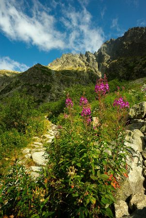 Tall velvet flower by stone mountians walking pathの写真素材