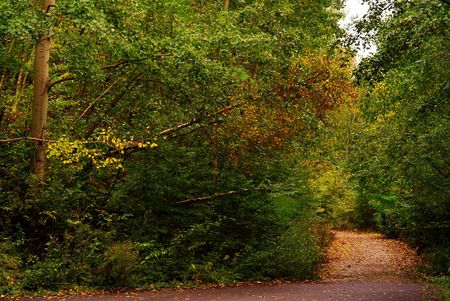 crossroad in autumn forest with colorful treesの写真素材