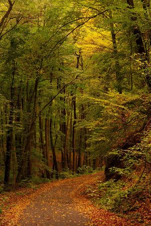 veering road in autumn forest red brown leaves on groundの写真素材