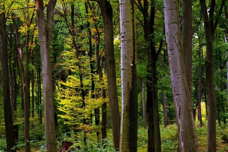 detail of young yellow tree in autumn forestの写真素材