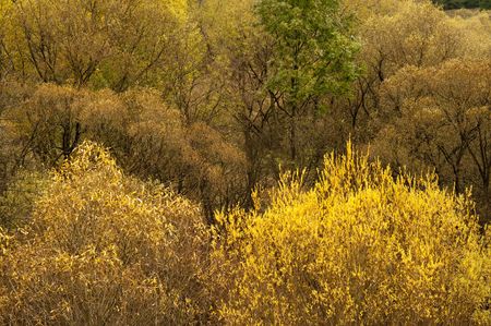 detail of yellow folion on a tree in autumn forest, brown ad green folio on trees in autumn forestの写真素材
