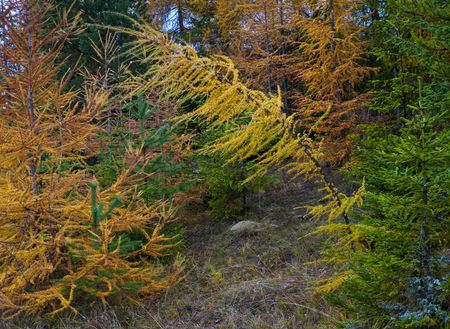 colorful young trees in autumn with one bent in diagonalの写真素材