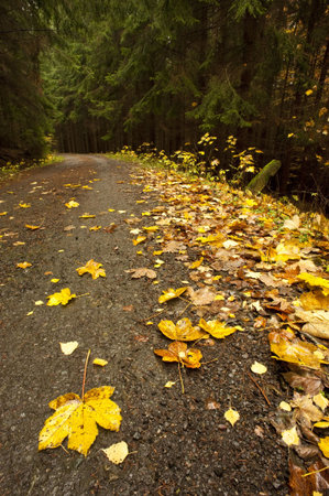 yellow folio on road in an autumn forest