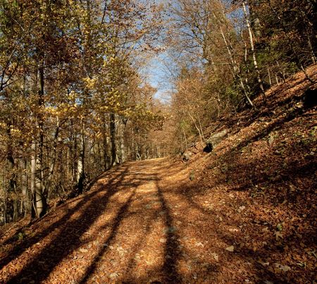 Autum forest in sunlight with shadows of treesの写真素材