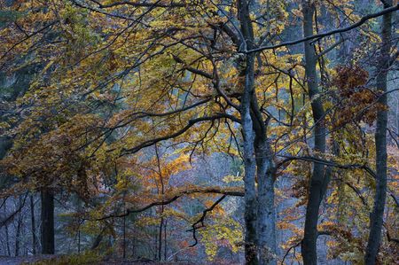 Autumn evening in forest, trees with yellow and red folio on blue backgroundの写真素材