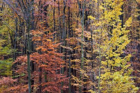 Color patterns of trees in autumn forestの写真素材