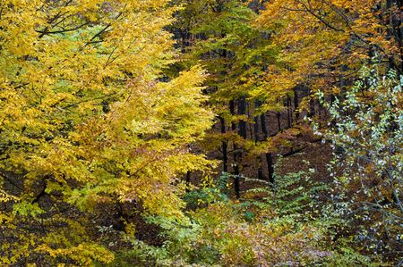 Color patterns in autumn forestの写真素材