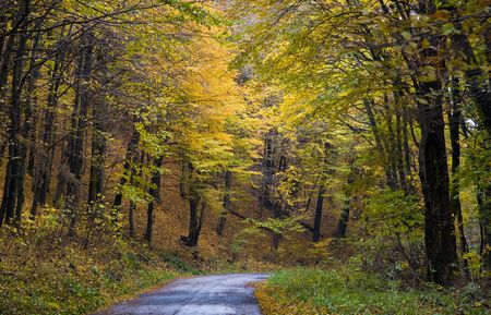 autumn forestの写真素材
