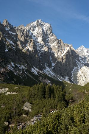 morning in mountains with a snow on a peak and evergreen forestの写真素材