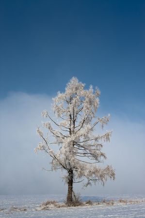 Tree with snow on branches on winter meadowの写真素材