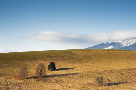 meadows horizon in sunny winter day with some treesの写真素材