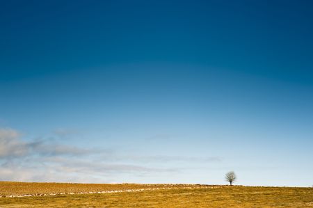 simple horizon with a tree and blue skyの写真素材