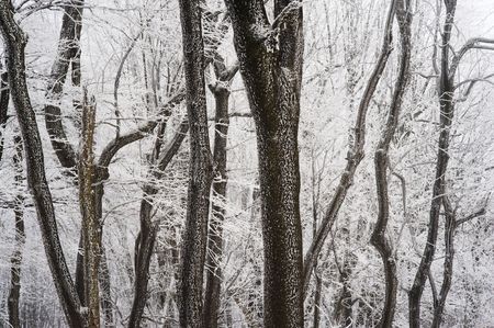 Forest in frozen winter, trunks covered with snowの写真素材