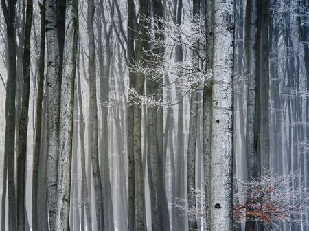 Forest in frozen winter, trunks covered with snowの写真素材