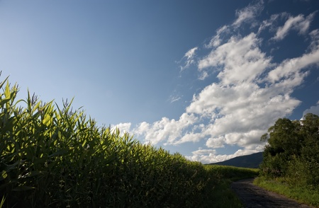 field road in sunny summer dayの写真素材
