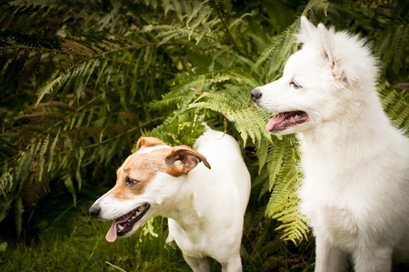 two happy dogs are playing togetherの写真素材