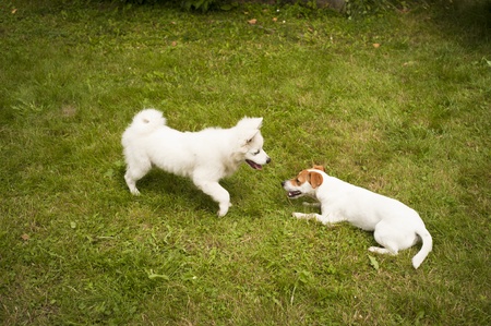 two happy dogs are playing togetherの写真素材