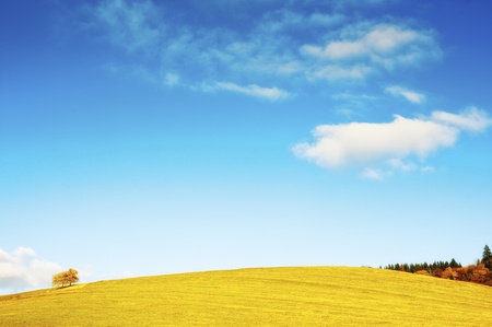 green yellow fill and blue sky with  trees on horizonの写真素材