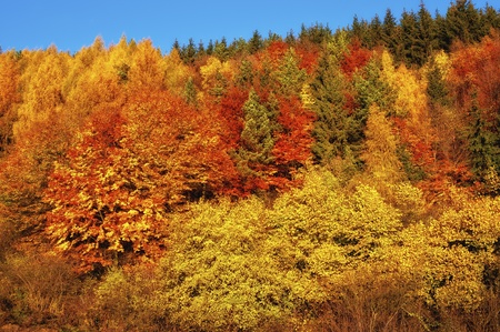 autumn forest in full colors with blue skyの写真素材