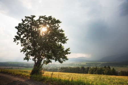 sun and tree in summer day with incoming rainの写真素材